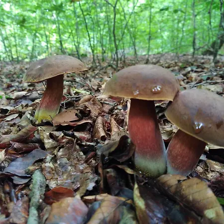 Les Du Val Renoux Dom wakacyjny