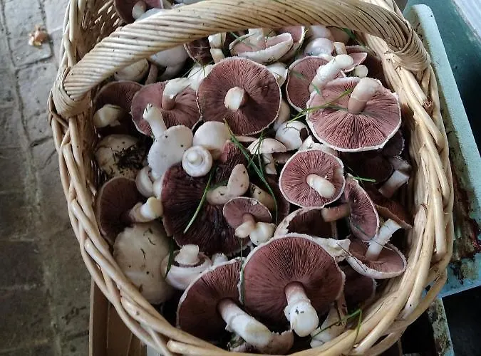 Les Du Val Renoux Fécamp