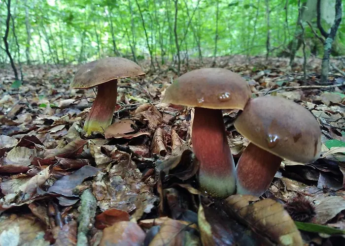 Les Du Val Renoux Σπίτι διακοπών