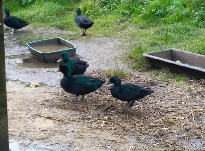 Les Du Val Renoux Fécamp