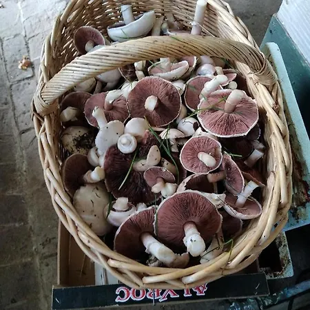 Les Du Val Renoux Fecamp